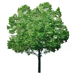 A tree